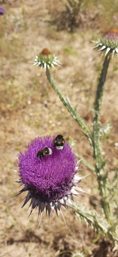 Bombus terrestris africanus