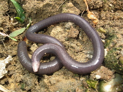 Caecilia leucocephala