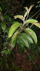Miconia prasina