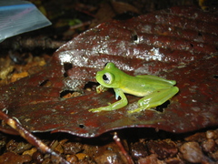 Espadarana callistomma