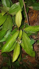 Miconia prasina