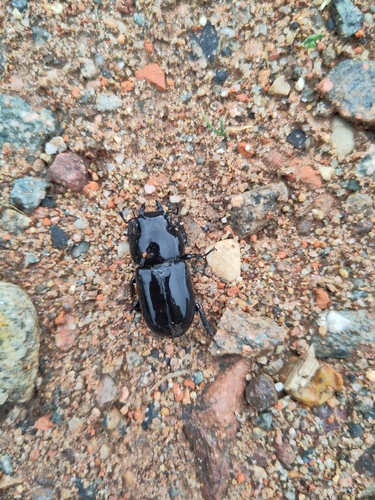 Lesser Stag Beetle
