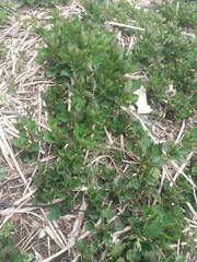 Urtica platyphylla