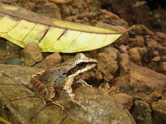 Craugastor longirostris