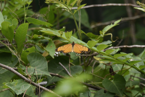 Yellow Coster