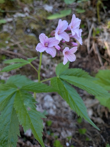 Cardamine pentaphyllos, photograph 6
