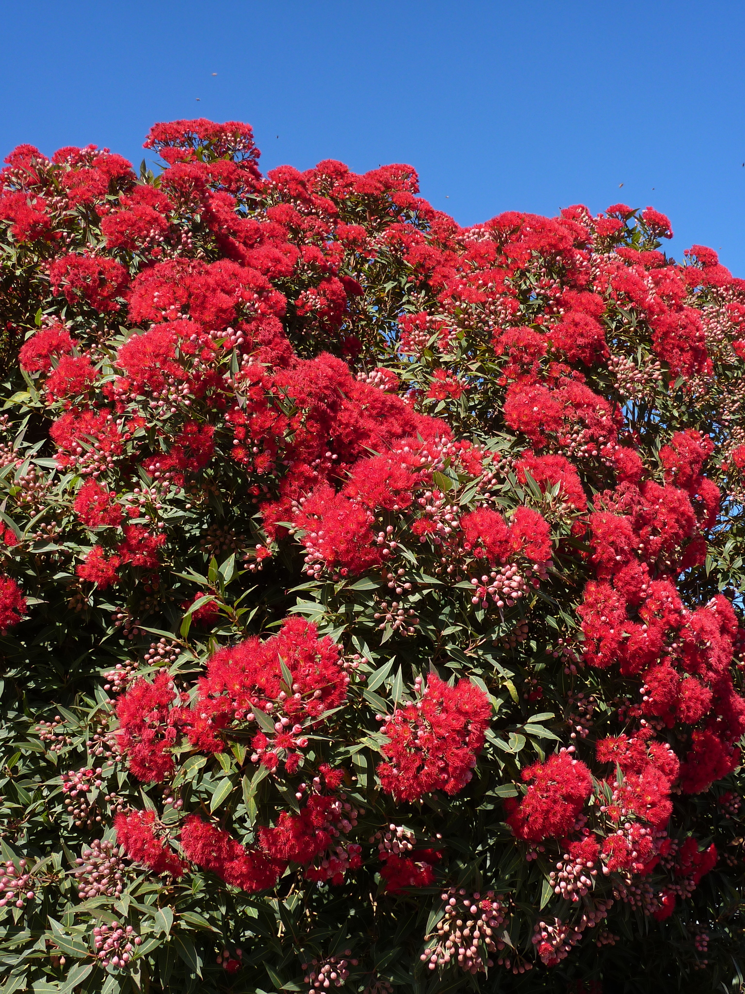 Corymbia