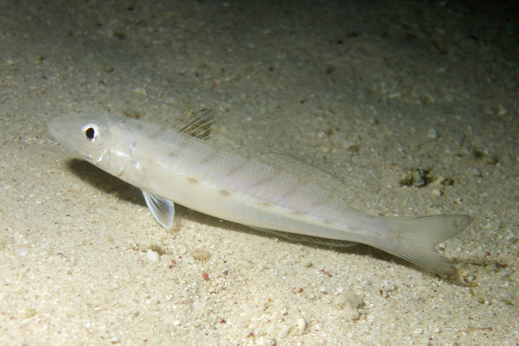 Banded Sillago
