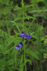Scutellaria scordifolia