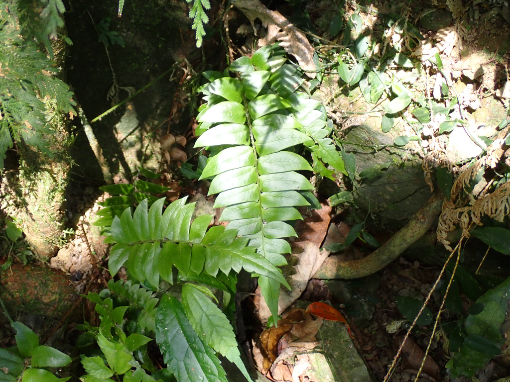 Polystichum lepidocaulon; photograph (c) John Baur, some rights reserved (CC BY)