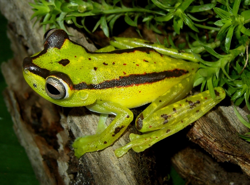 Valle Treefrog