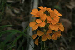 Erysimum amurense