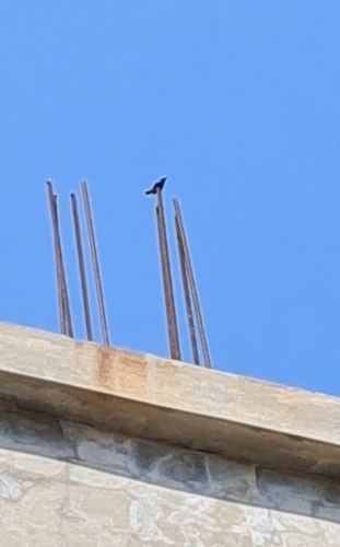 Palestine Sunbird