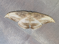 Morphomima fulvitacta