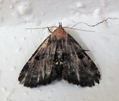 Metalectra quadrisignata