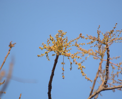 Lannea coromandelica