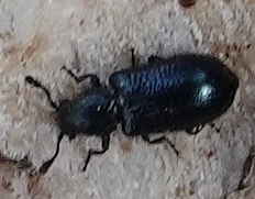 Necrobia violacea