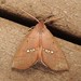 Large Necklace Moth - Photo (c) joannerusso, some rights reserved (CC BY-NC), uploaded by joannerusso