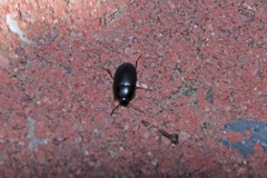 Gondwanocrypticus platensis