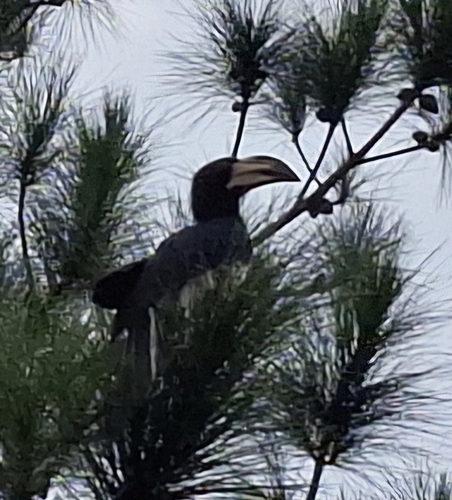 Congo Pied Hornbill