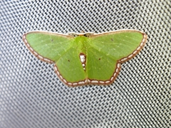 Synchlora tenuimargo