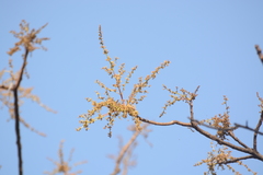 Lannea coromandelica