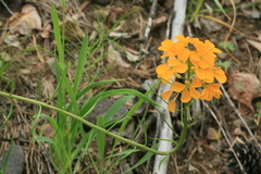 Erysimum amurense