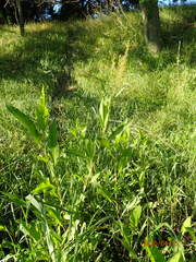 Rumex altissimus