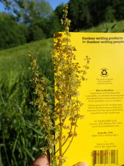 Rumex altissimus