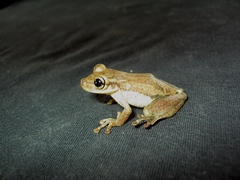 Scinax tsachila