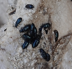 Necrobia violacea