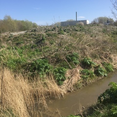 Heracleum mantegazzianum