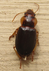 Boeomimetes confusus