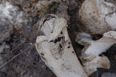 Necrobia violacea
