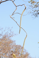 Radermachera xylocarpa