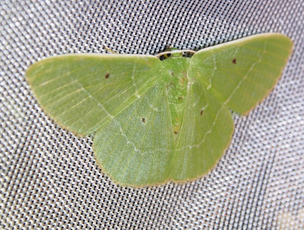Nemoria remota