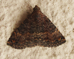 Eublemma nigrivitta