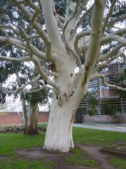 Eucalyptus dalrympleana