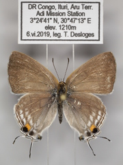 Hypolycaena philippus philippus
