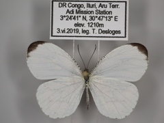 Leptosia alcesta pseudonuptilla