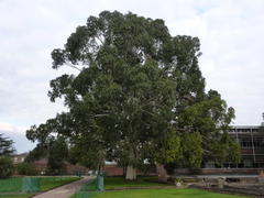 Eucalyptus dalrympleana