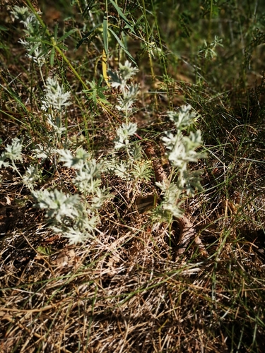 Pelynas