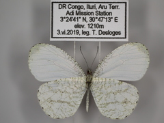 Leptosia alcesta pseudonuptilla