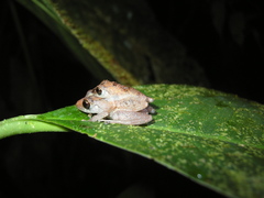 Pristimantis esmeraldas