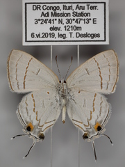 Hypolycaena philippus philippus