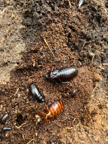 Australian wood cockroach