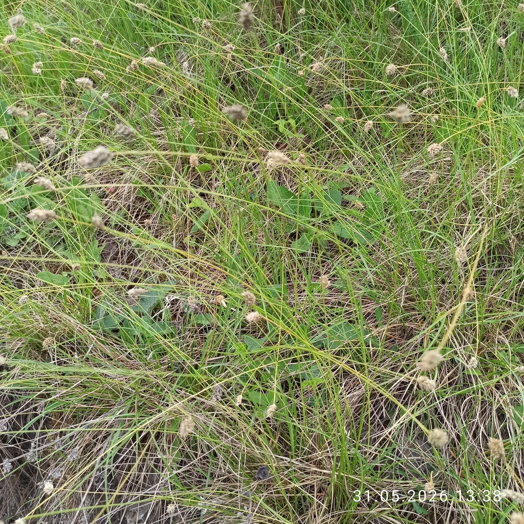 Sesleria heufleriana; photograph (c) Galyna Mykytynets, some rights reserved (CC BY)