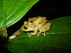 Pristimantis latidiscus