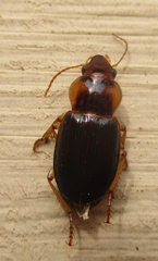 Boeomimetes confusus