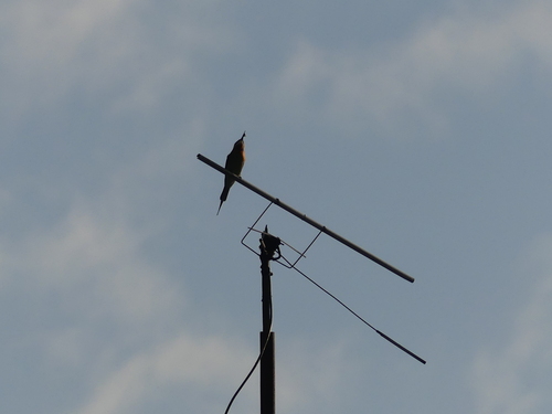 Olive Bee-eater